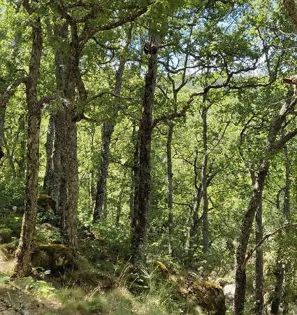 Ribera Del Corneja