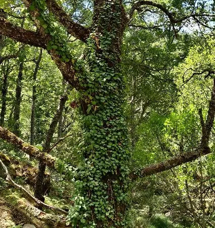 Ribera Del Corneja Szálloda 4*